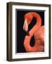 American flamingo-Herbert Kehrer-Framed Premium Photographic Print