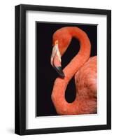 American flamingo-Herbert Kehrer-Framed Premium Photographic Print