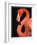 American flamingo-Herbert Kehrer-Framed Premium Photographic Print