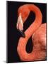 American flamingo-Herbert Kehrer-Mounted Premium Photographic Print