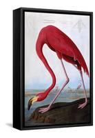 American Flamingo-John James Audubon-Framed Stretched Canvas