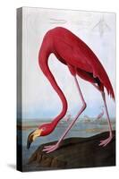 American Flamingo-John James Audubon-Stretched Canvas