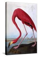 American Flamingo-John James Audubon-Stretched Canvas