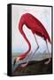 American Flamingo-John James Audubon-Framed Stretched Canvas