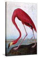 American Flamingo-John James Audubon-Stretched Canvas