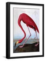 American Flamingo-John James Audubon-Framed Premium Giclee Print