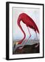 American Flamingo-John James Audubon-Framed Giclee Print