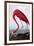 American Flamingo-John James Audubon-Framed Giclee Print