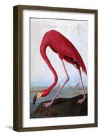 American Flamingo-John James Audubon-Framed Giclee Print