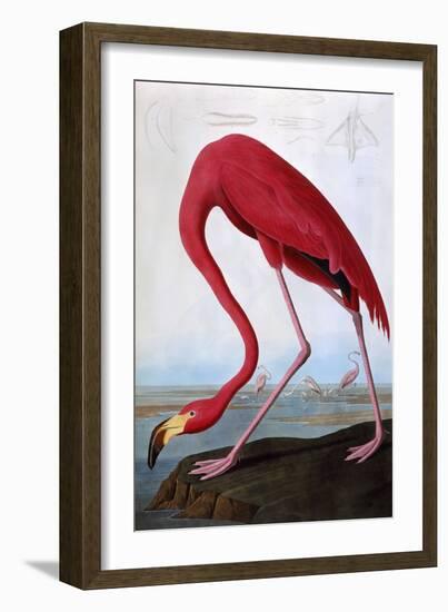 American Flamingo-John James Audubon-Framed Giclee Print