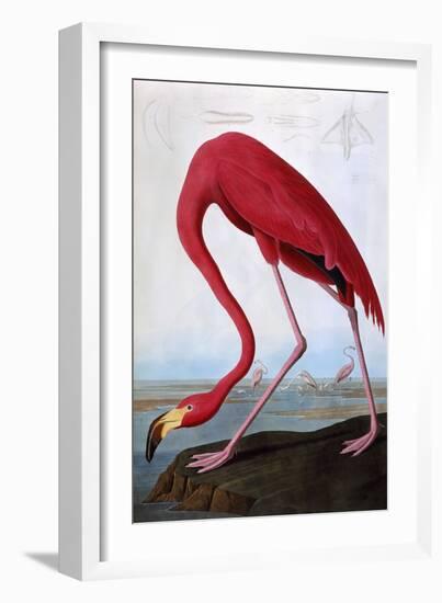 American Flamingo-John James Audubon-Framed Giclee Print