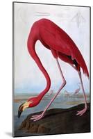American Flamingo-John James Audubon-Mounted Giclee Print