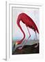 American Flamingo-John James Audubon-Framed Giclee Print