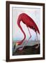 American Flamingo-John James Audubon-Framed Giclee Print