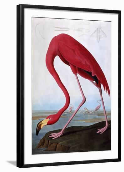 American Flamingo-John James Audubon-Framed Giclee Print