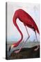 American Flamingo-John James Audubon-Stretched Canvas