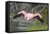 American Flamingo-DLILLC-Framed Stretched Canvas