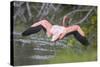 American Flamingo-DLILLC-Stretched Canvas
