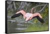 American Flamingo-DLILLC-Framed Stretched Canvas