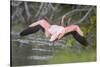 American Flamingo-DLILLC-Stretched Canvas