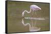 American Flamingo-DLILLC-Framed Stretched Canvas