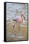 American Flamingo-DLILLC-Framed Stretched Canvas