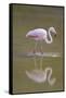 American Flamingo-DLILLC-Framed Stretched Canvas