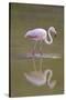 American Flamingo-DLILLC-Stretched Canvas