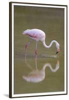 American Flamingo-DLILLC-Framed Premium Photographic Print