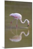 American Flamingo-DLILLC-Mounted Premium Photographic Print