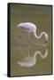 American Flamingo-DLILLC-Framed Stretched Canvas