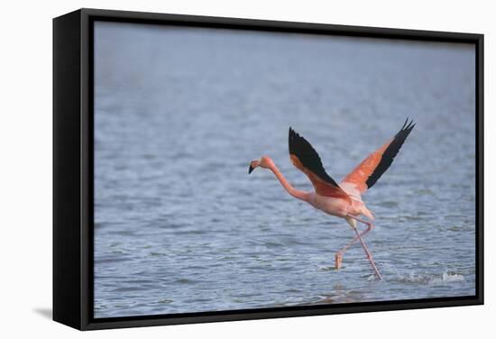 American Flamingo-DLILLC-Framed Stretched Canvas