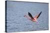 American Flamingo-DLILLC-Stretched Canvas