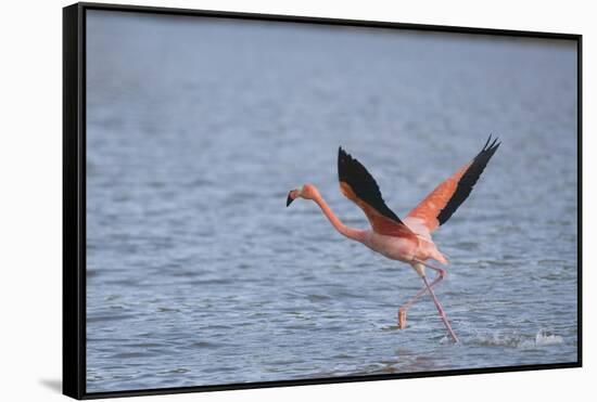 American Flamingo-DLILLC-Framed Stretched Canvas