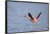 American Flamingo-DLILLC-Framed Stretched Canvas