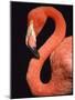 American flamingo-Herbert Kehrer-Mounted Photographic Print