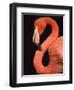 American flamingo-Herbert Kehrer-Framed Photographic Print