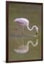 American Flamingo-DLILLC-Framed Photographic Print