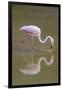 American Flamingo-DLILLC-Framed Photographic Print