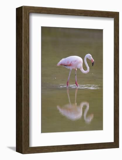 American Flamingo-DLILLC-Framed Photographic Print