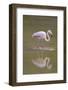 American Flamingo-DLILLC-Framed Photographic Print