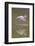 American Flamingo-DLILLC-Framed Photographic Print