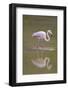 American Flamingo-DLILLC-Framed Photographic Print