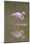 American Flamingo-DLILLC-Mounted Photographic Print