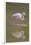 American Flamingo-DLILLC-Framed Photographic Print