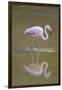 American Flamingo-DLILLC-Framed Photographic Print