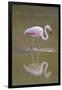 American Flamingo-DLILLC-Framed Photographic Print