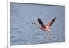 American Flamingo-DLILLC-Framed Photographic Print