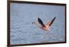 American Flamingo-DLILLC-Framed Photographic Print