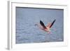 American Flamingo-DLILLC-Framed Photographic Print